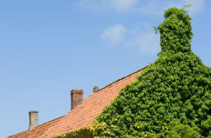 chimney-ivy-image-houston-tx-lords-chimney