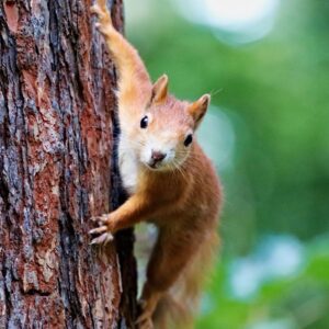 squirrel climbing a tree