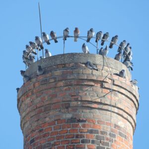 a circle of birds sitting on top of a very large circular masonry chimney