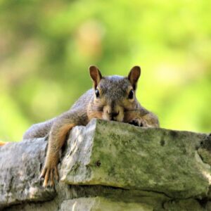 a squirrel laying down on a stone wall or chimney