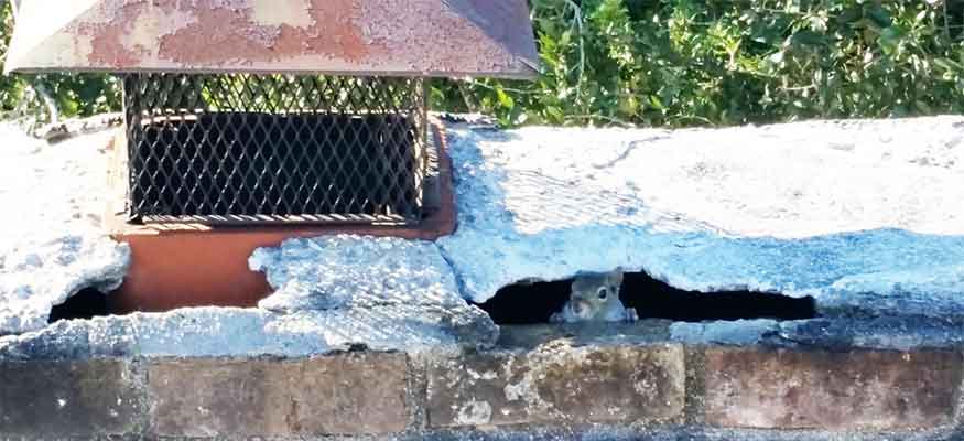 Squirrel peaking out of demolished chimney crown with chimney cap.  We do humane animal removal.