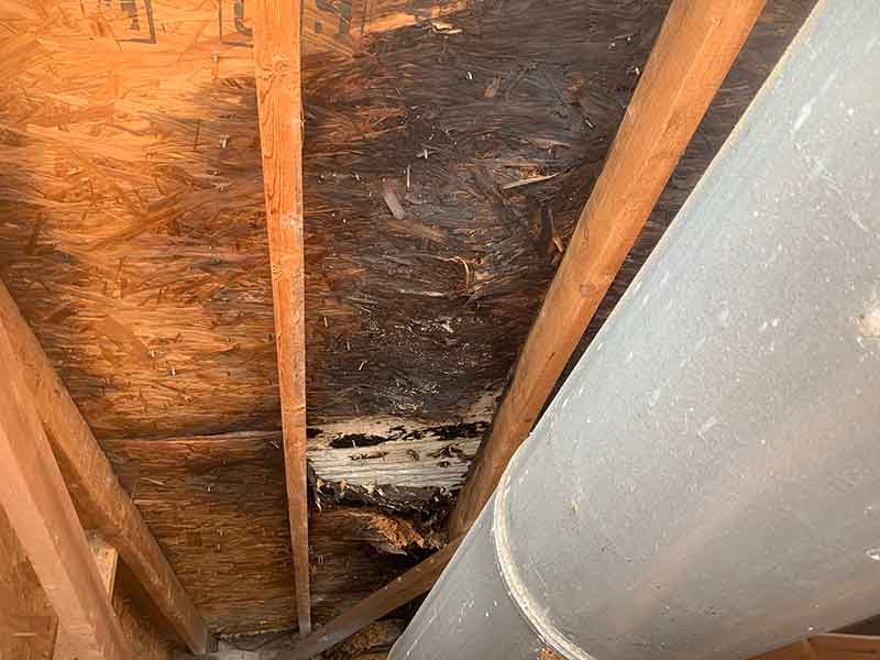 Rotted wood and hole in attic because of water leak from Leaky chimney