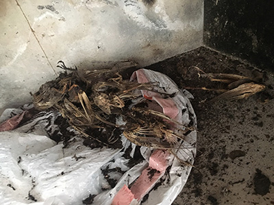 Dead birds removed from a chimney - Lords Chimney