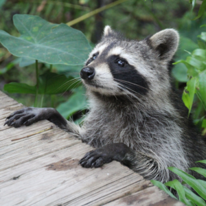 Animals in Your Flue - Houston TX - Lords Chimney raccoon