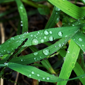 water droplets on a bright green leaf