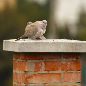 two birds sitting atop a masonry chimney
