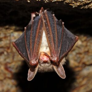 a brown bat roosting in a cave