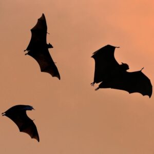 black outlines of three bats flying across an orange sky