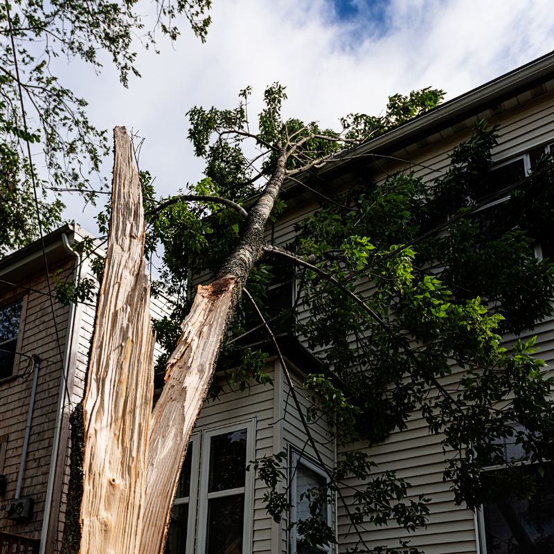a broken tree that has half fallen onto the roof of a house