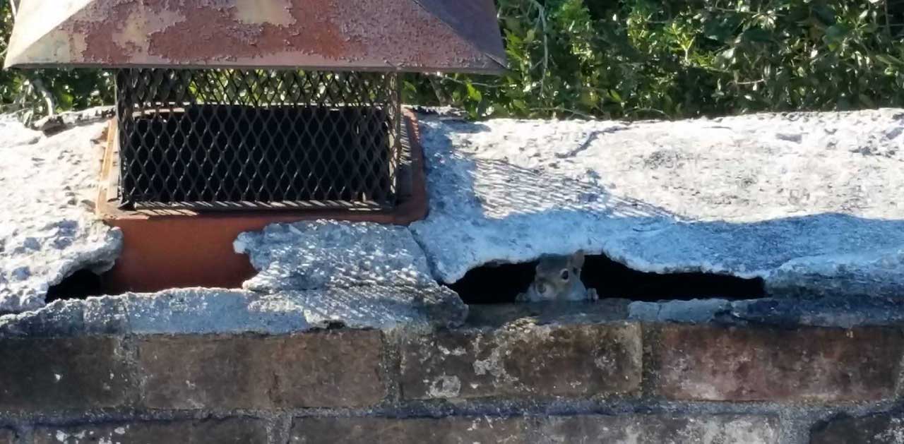 Squirrel in a chimney