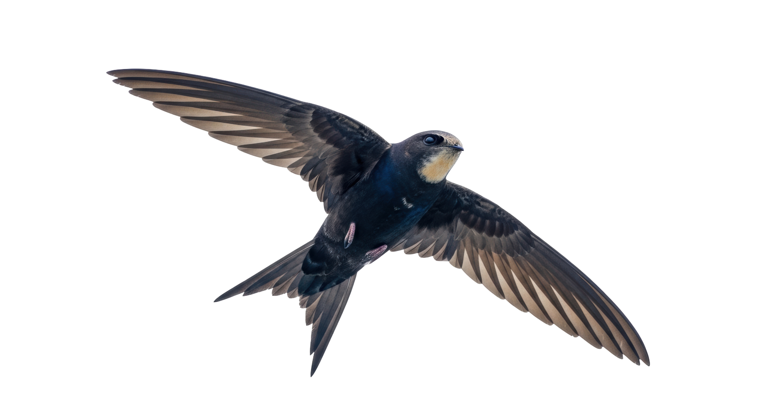 Adobe Stock image of a chimney swift in flight.