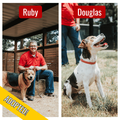 Douglas and Ruby Dogs of the Quarter
